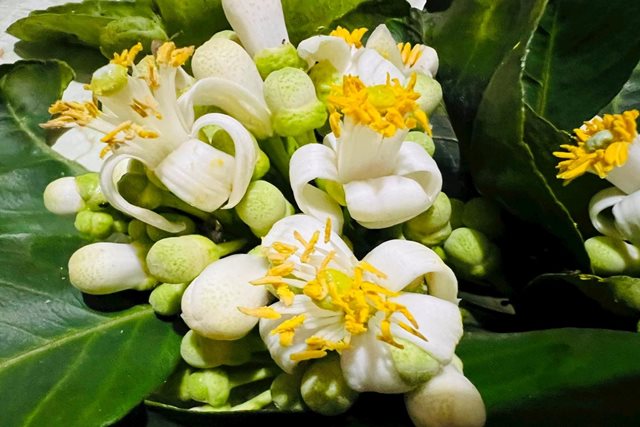 Hoa bưởi: Những lợi ích sức khỏe ít người biế